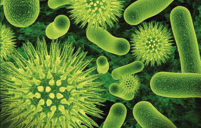 ბაქტერიოფაგების და ანტიბიოტიკების გავლენა ბაქტერიებზე - ქართველი მეცნიერების კვლევის საგანი